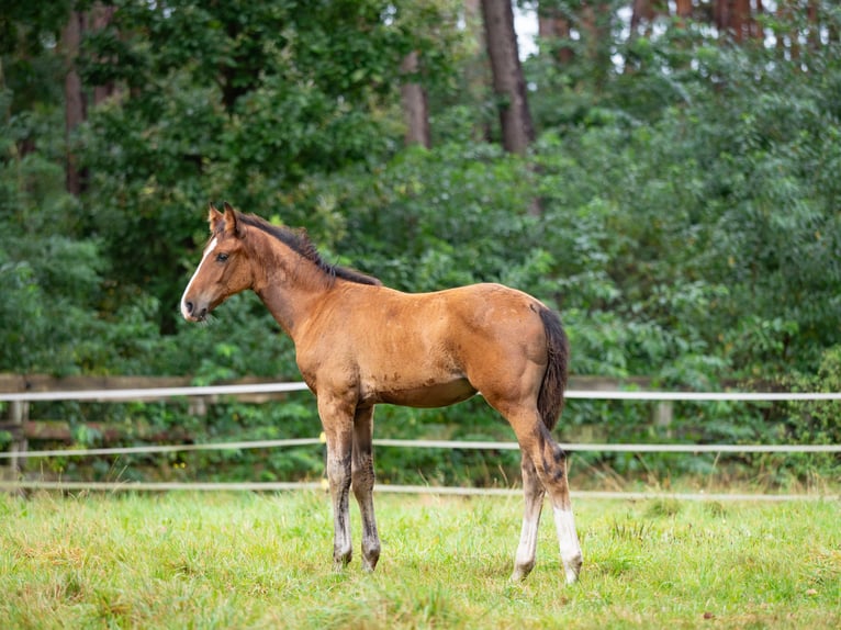 Hannoveranare Hingst Föl (05/2024) Brun in Winsen (Aller)