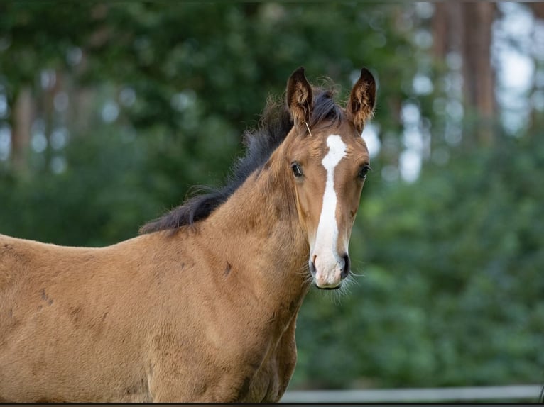 Hannoveranare Hingst Föl (05/2024) Brun in Winsen (Aller)