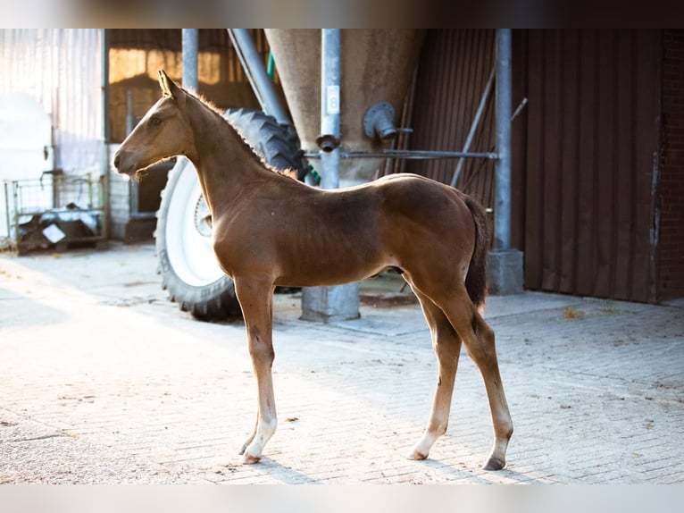 Hannoveranare Hingst Föl (06/2024) Brun in Filsum