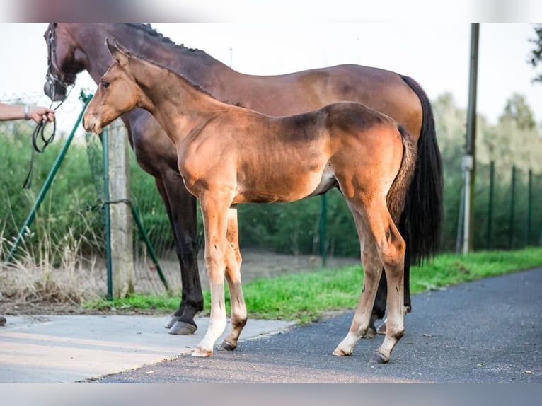 Hannoveranare Hingst Föl (06/2024) Brun in Filsum