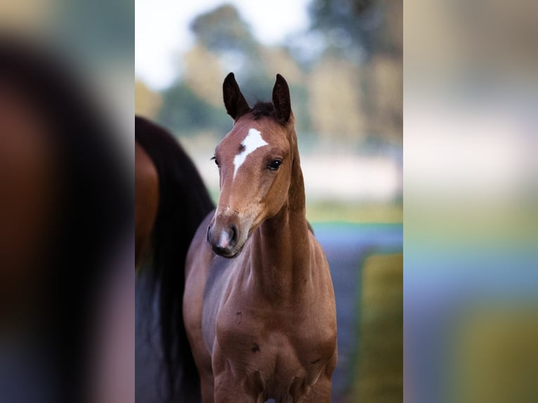 Hannoveranare Hingst Föl (06/2024) Brun in Filsum