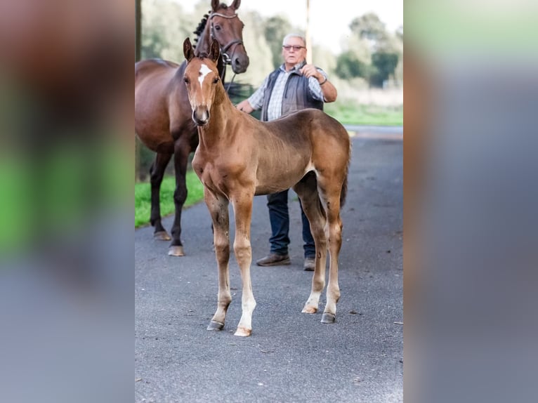 Hannoveranare Hingst Föl (06/2024) Brun in Filsum