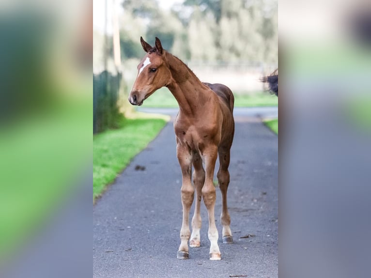 Hannoveranare Hingst Föl (06/2024) Brun in Filsum