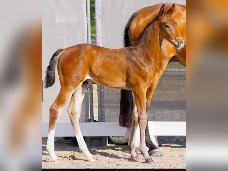 Hannoveranare Hingst Föl (04/2024) Brun in Holste