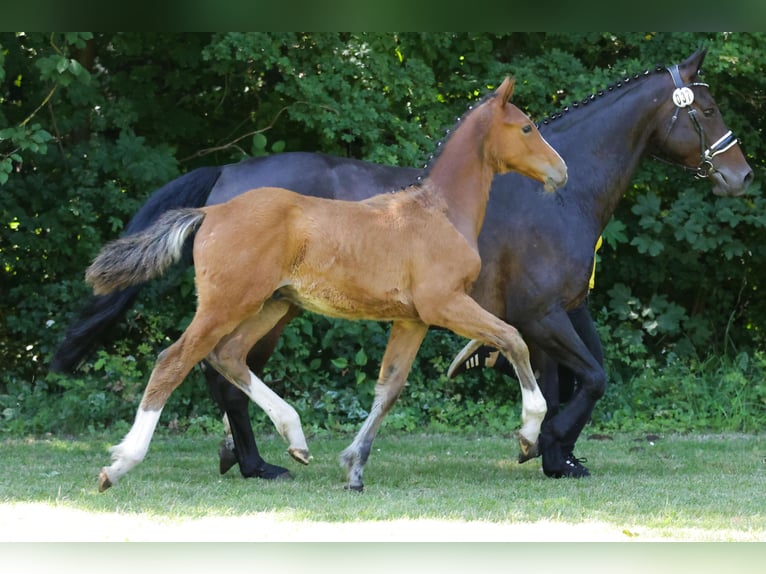 Hannoveranare Hingst Föl (02/2024) Brun in Dannenberg (Elbe)