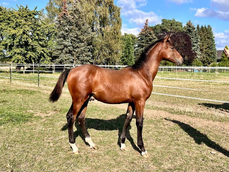 Hannoveranare Hingst Föl (04/2024) Brun in Elze