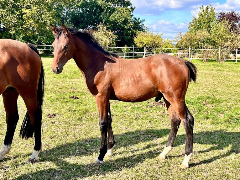 Hannoveranare Hingst Föl (04/2024) Brun in Elze