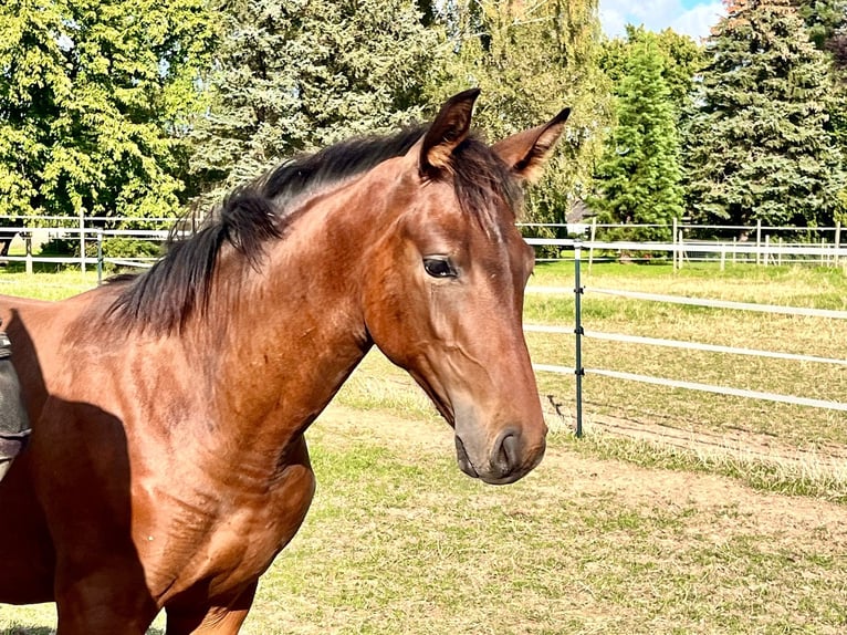 Hannoveranare Hingst Föl (04/2024) Brun in Elze