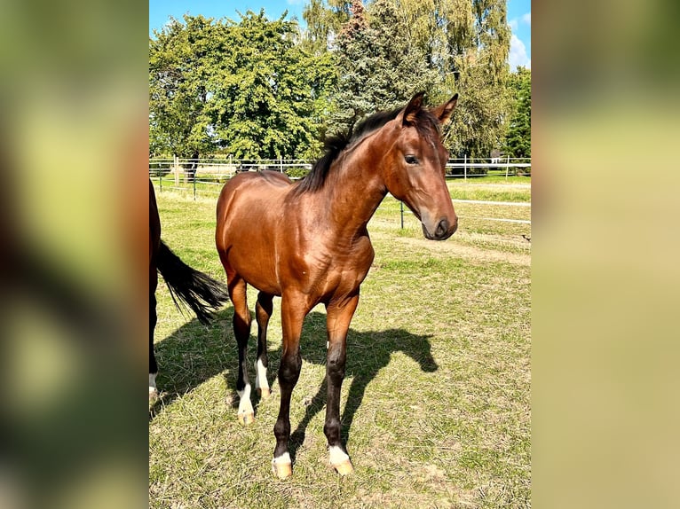 Hannoveranare Hingst Föl (04/2024) Brun in Elze