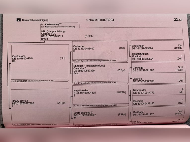 Hannoveranare Hingst Föl (04/2024) Brun in Elze