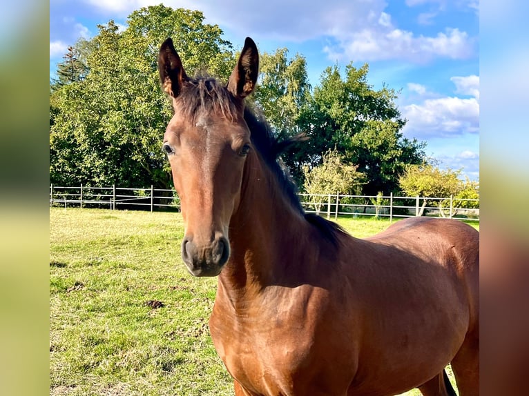 Hannoveranare Hingst Föl (04/2024) Brun in Elze