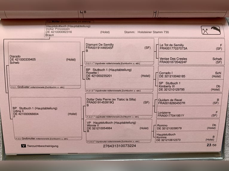 Hannoveranare Hingst Föl (04/2024) Brun in Elze