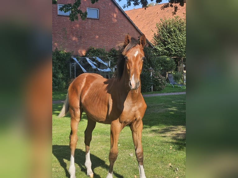 Hannoveranare Hingst Föl (03/2024) Brun in Drebber