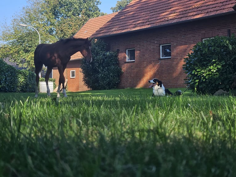 Hannoveranare Hingst Föl (03/2024) Brun in Drebber