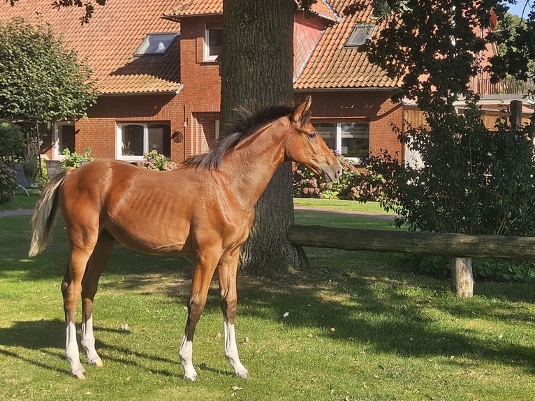 Hannoveranare Hingst Föl (03/2024) Brun in Drebber