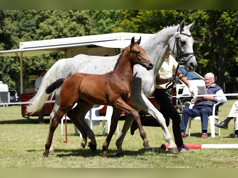 Hannoveranare Hingst Föl (04/2024) Brun in Jameln