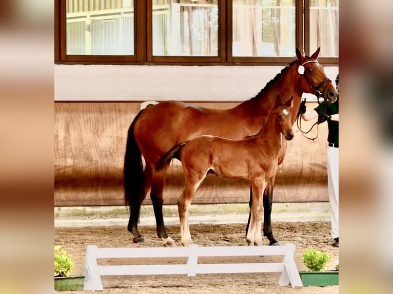 Hannoveranare Hingst Föl (04/2024) Brun in Senden