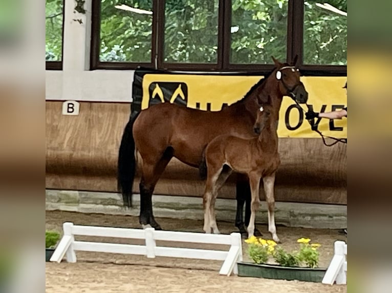 Hannoveranare Hingst Föl (04/2024) Brun in Senden