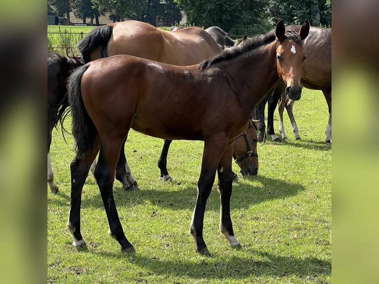 Hannoveranare Hingst Föl (03/2024) Brun in Wagenfeld