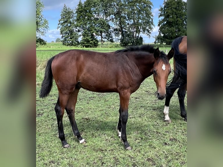 Hannoveranare Hingst Föl (03/2024) Brun in Wagenfeld