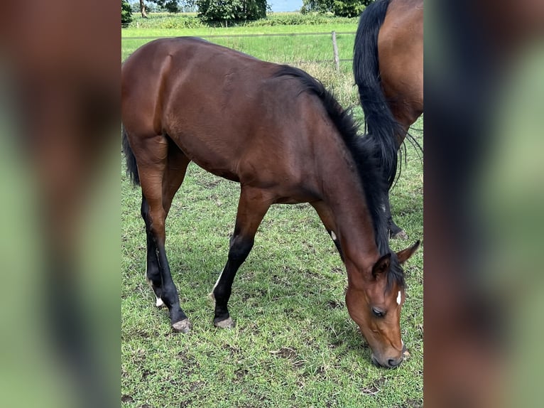 Hannoveranare Hingst Föl (03/2024) Brun in Wagenfeld