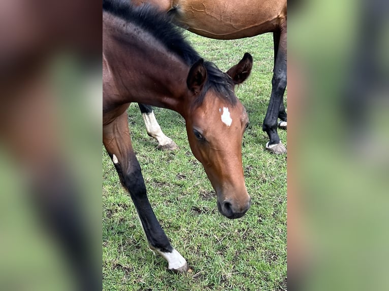 Hannoveranare Hingst Föl (03/2024) Brun in Wagenfeld