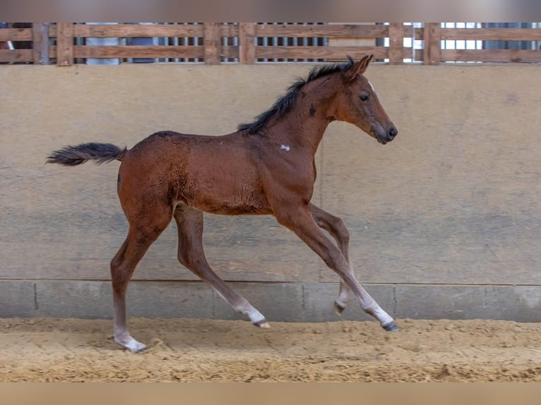 Hannoveranare Hingst Föl (04/2024) Brun in Windeck