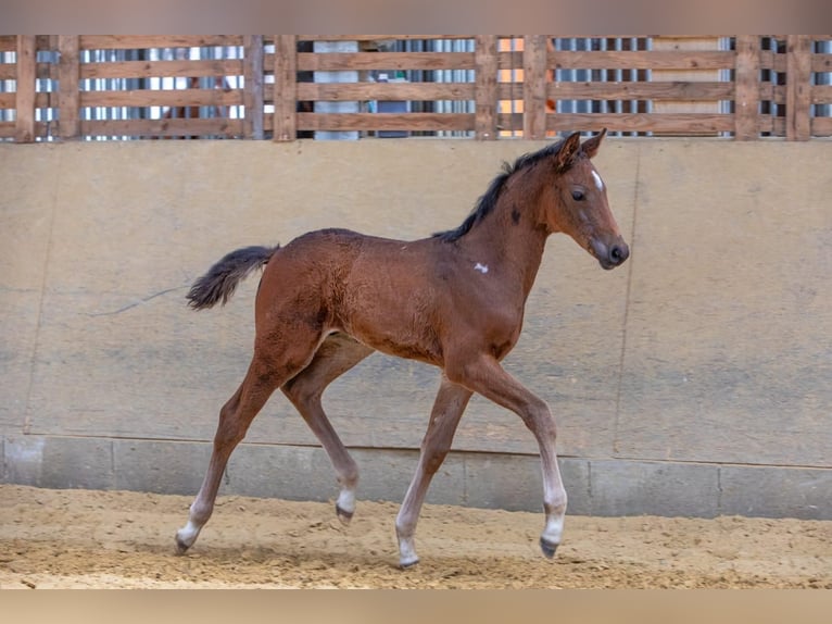 Hannoveranare Hingst Föl (04/2024) Brun in Windeck