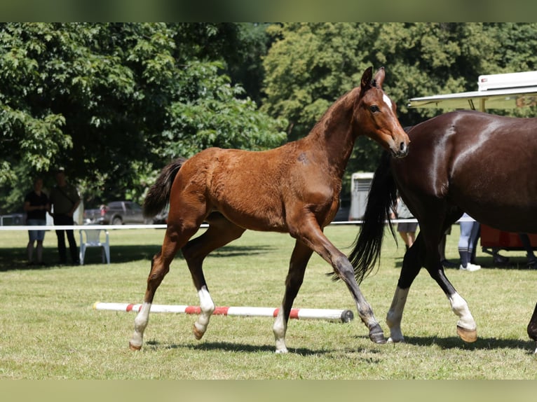 Hannoveranare Hingst Föl (03/2024) Brun in Woltersdorf