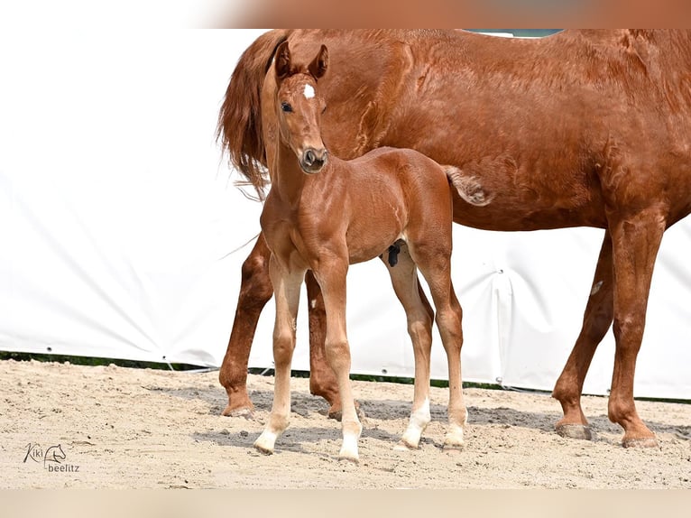 Hannoveranare Hingst Föl (05/2024) Fux in Königslutter am Elm