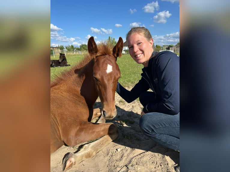 Hannoveranare Hingst Föl (05/2024) Fux in Königslutter am Elm