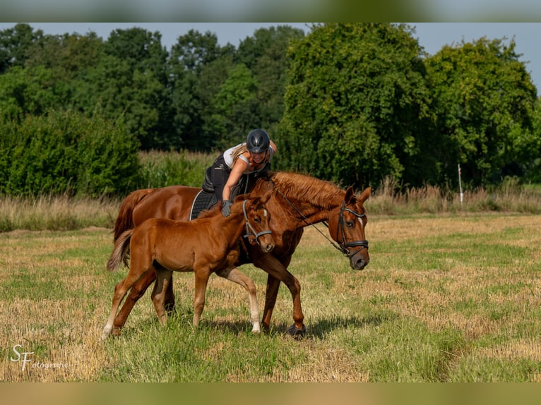 Hannoveranare Hingst Föl (05/2024) Fux in Königslutter am Elm