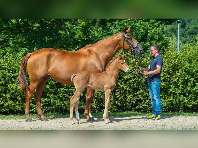 Hannoveranare Hingst Föl (01/2024) Fux in Mönchengladbach