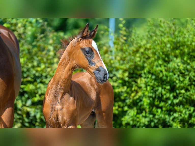 Hannoveranare Hingst Föl (01/2024) fux in Mönchengladbach