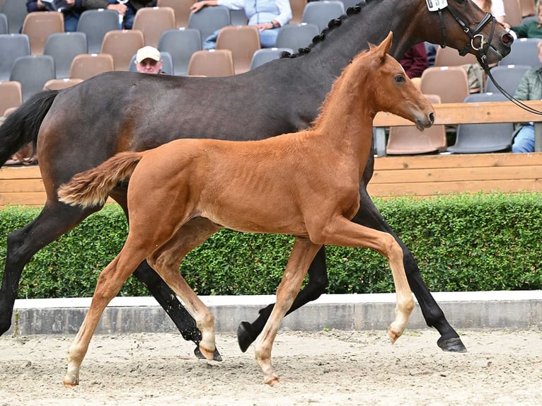 Hannoveranare Hingst Föl (04/2024) fux in Bad Bevensen