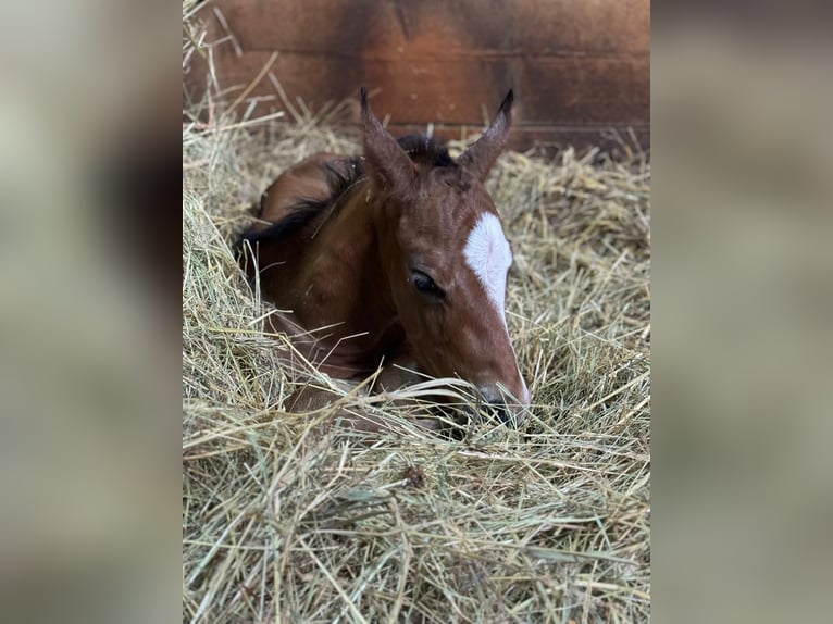 Hannoveranare Hingst Föl (06/2024) Fux in Brechen