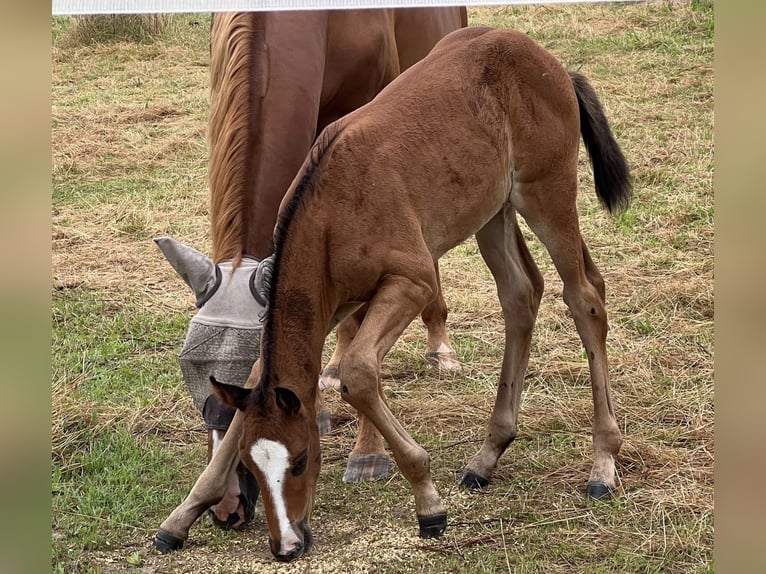 Hannoveranare Hingst Föl (06/2024) Fux in Brechen