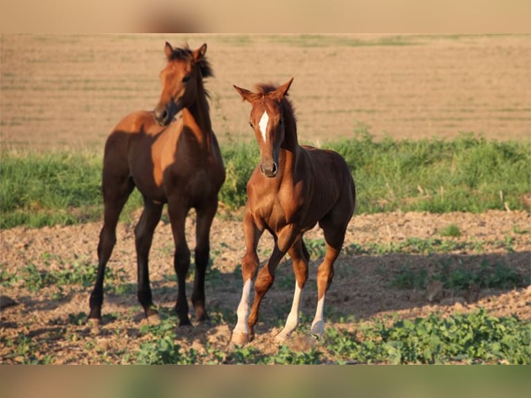 Hannoveranare Hingst Föl (04/2024) fux in Neu-Eichenberg