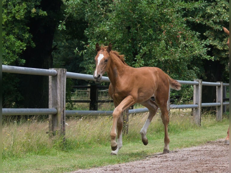 Hannoveranare Hingst Föl (05/2024) fux in Petershagen