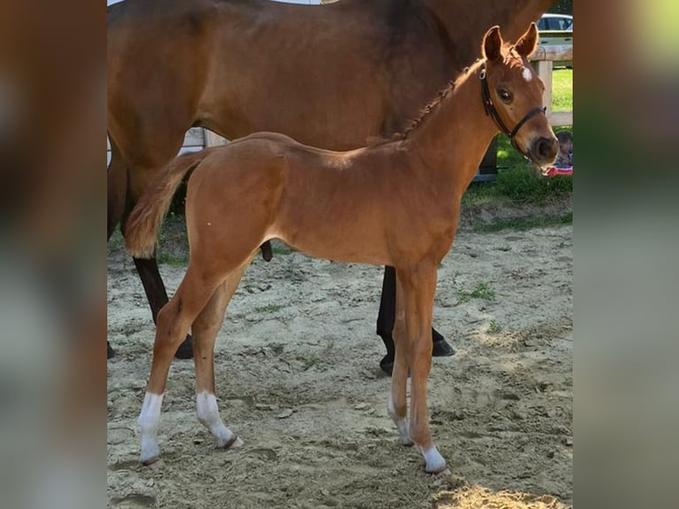 Hannoveranare Hingst Föl (06/2024) fux in Freren