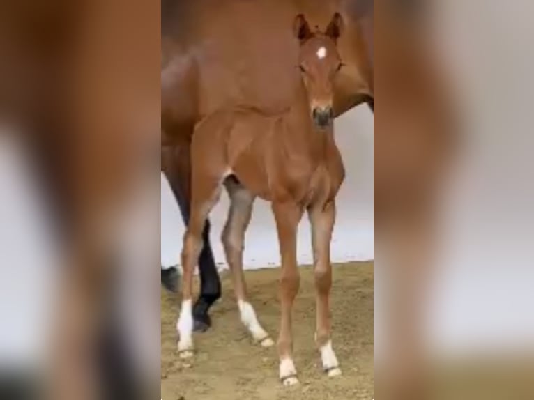 Hannoveranare Hingst Föl (06/2024) fux in Freren