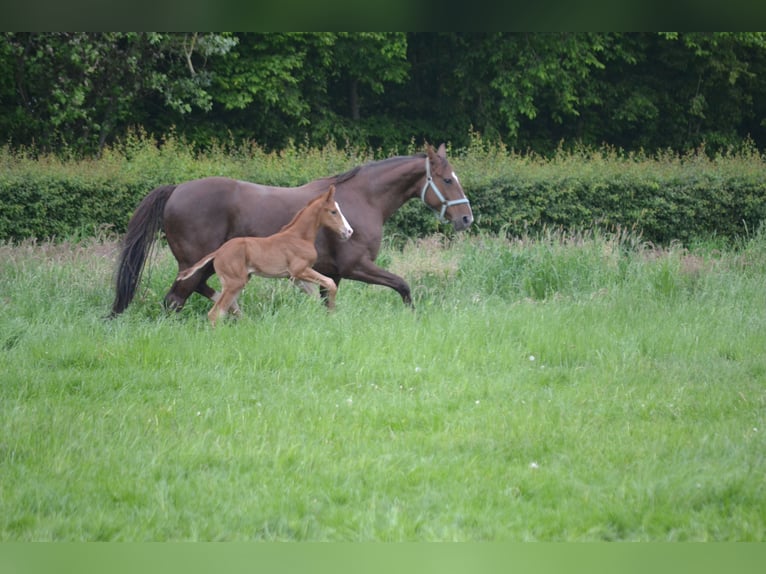 Hannoveranare Hingst Föl (05/2024) Fux in Moers