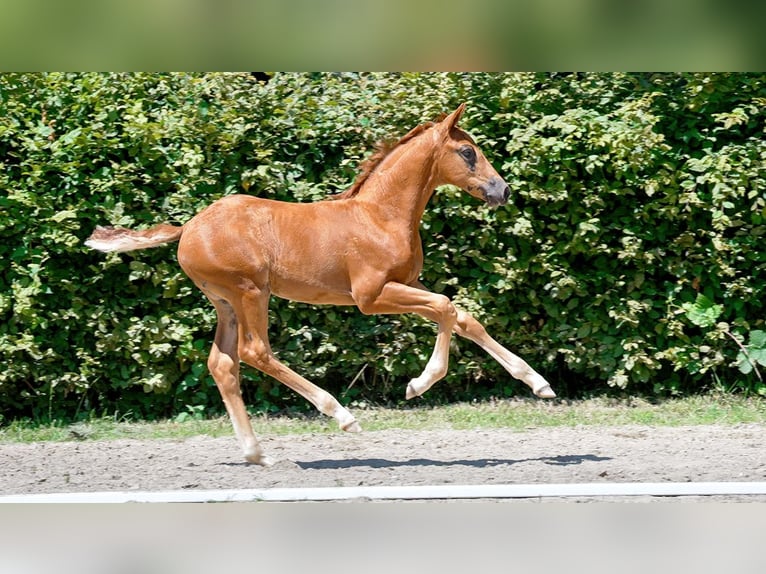 Hannoveranare Hingst Föl (05/2024) fux in Pulheim