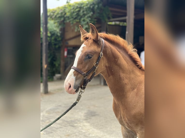 Hannoveranare Hingst Föl (05/2024) fux in Ratingen