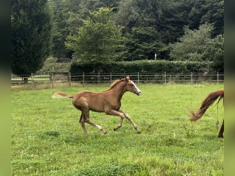 Hannoveranare Hingst Föl (05/2024) fux in Ratingen