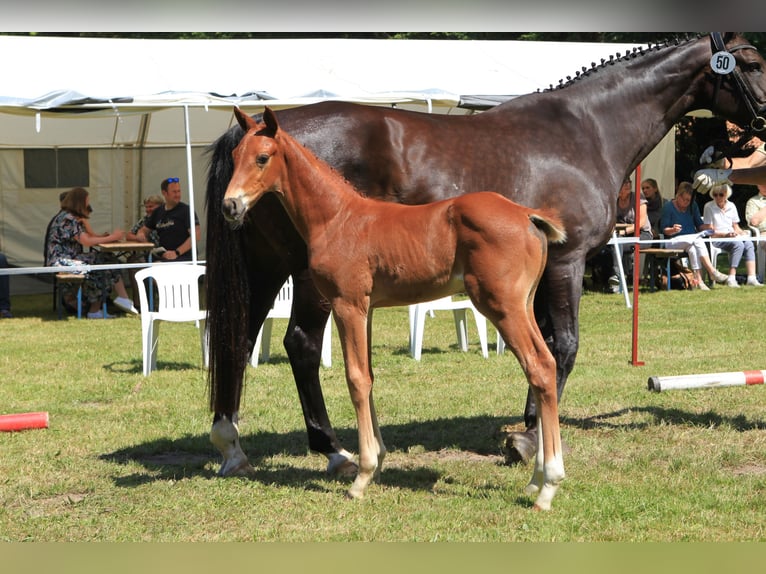 Hannoveranare Hingst Föl (05/2024) fux in Aulosen