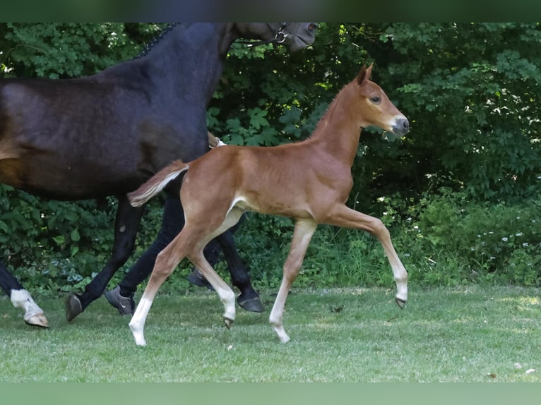 Hannoveranare Hingst Föl (05/2024) fux in Aulosen