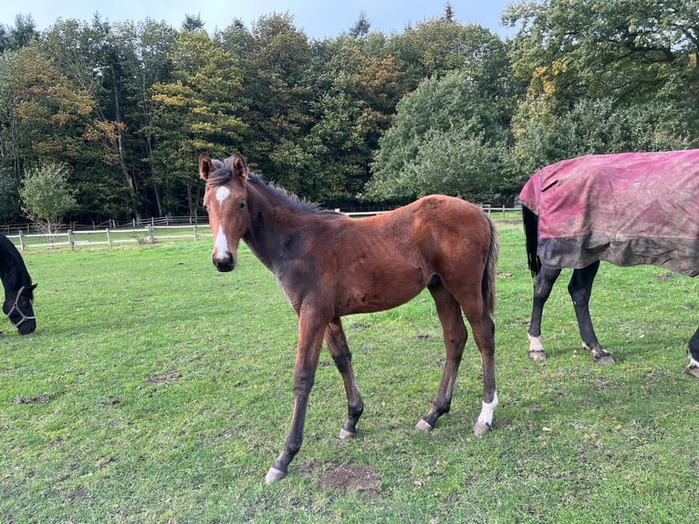 Hannoveranare Hingst Föl (04/2024) fux in Wingst