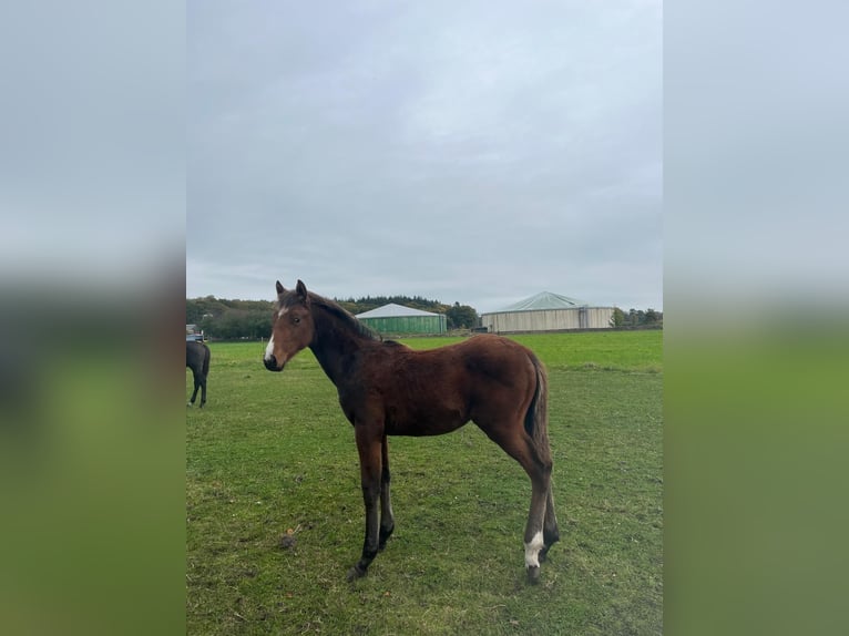 Hannoveranare Hingst Föl (04/2024) fux in Wingst