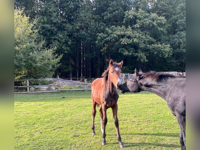 Hannoveranare Hingst Föl (04/2024) fux in Wingst